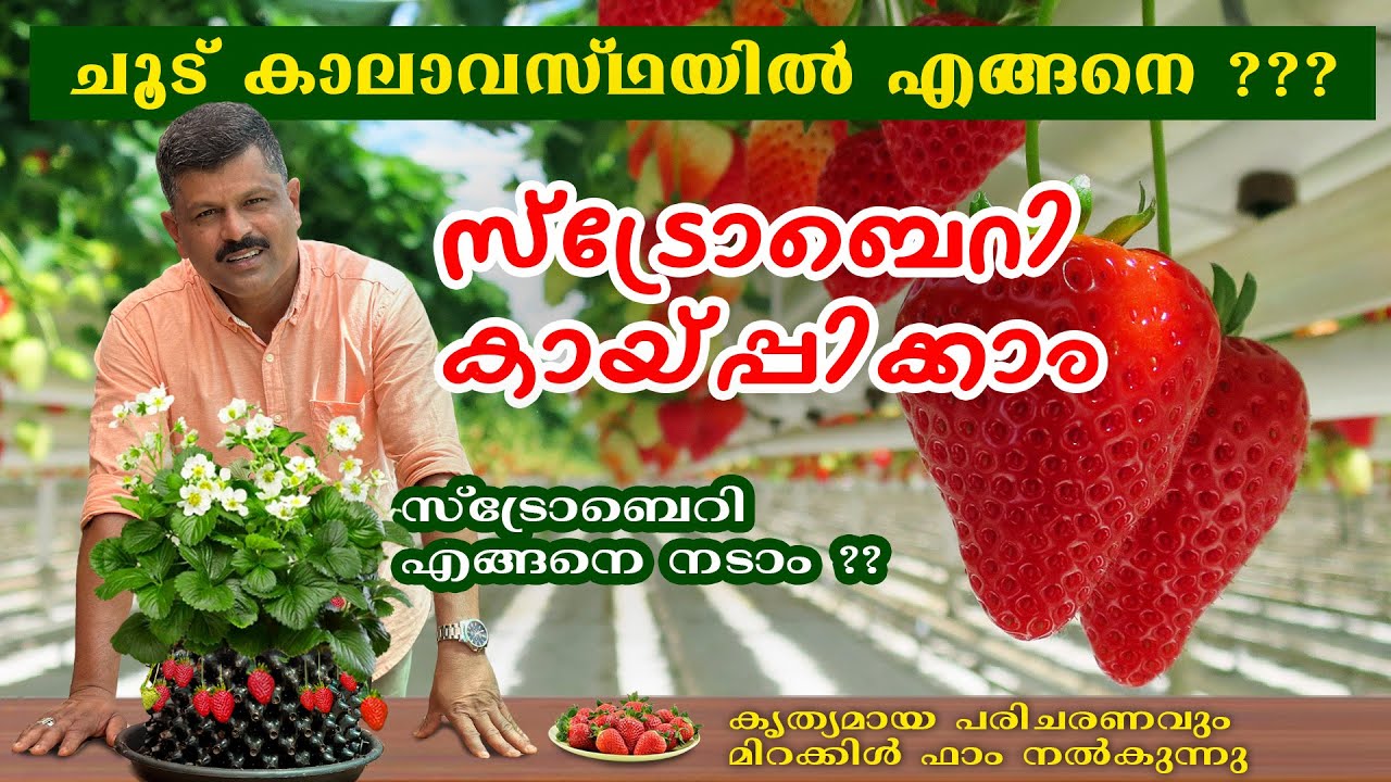 ചൂട് കാലാവസ്ഥയിൽ എങ്ങനെ ? സ്ട്രോബെറി കായ്പ്പിക്കാം. How to Plant Strawberry 🍓 in Hot Climate….