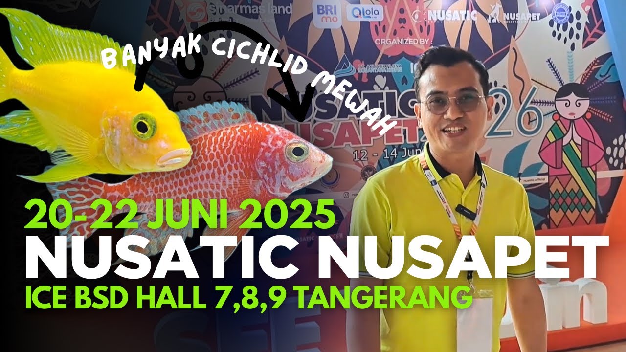 NUSATIC 2025 ICE BSD// AULONOKARA CICHLID KONTES