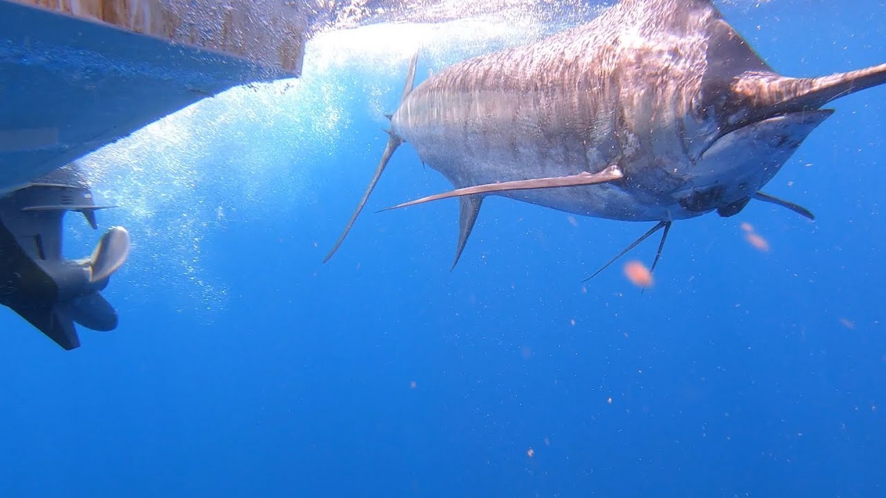 Blue marlin gamefishing aboard Grady-White Marlin 300