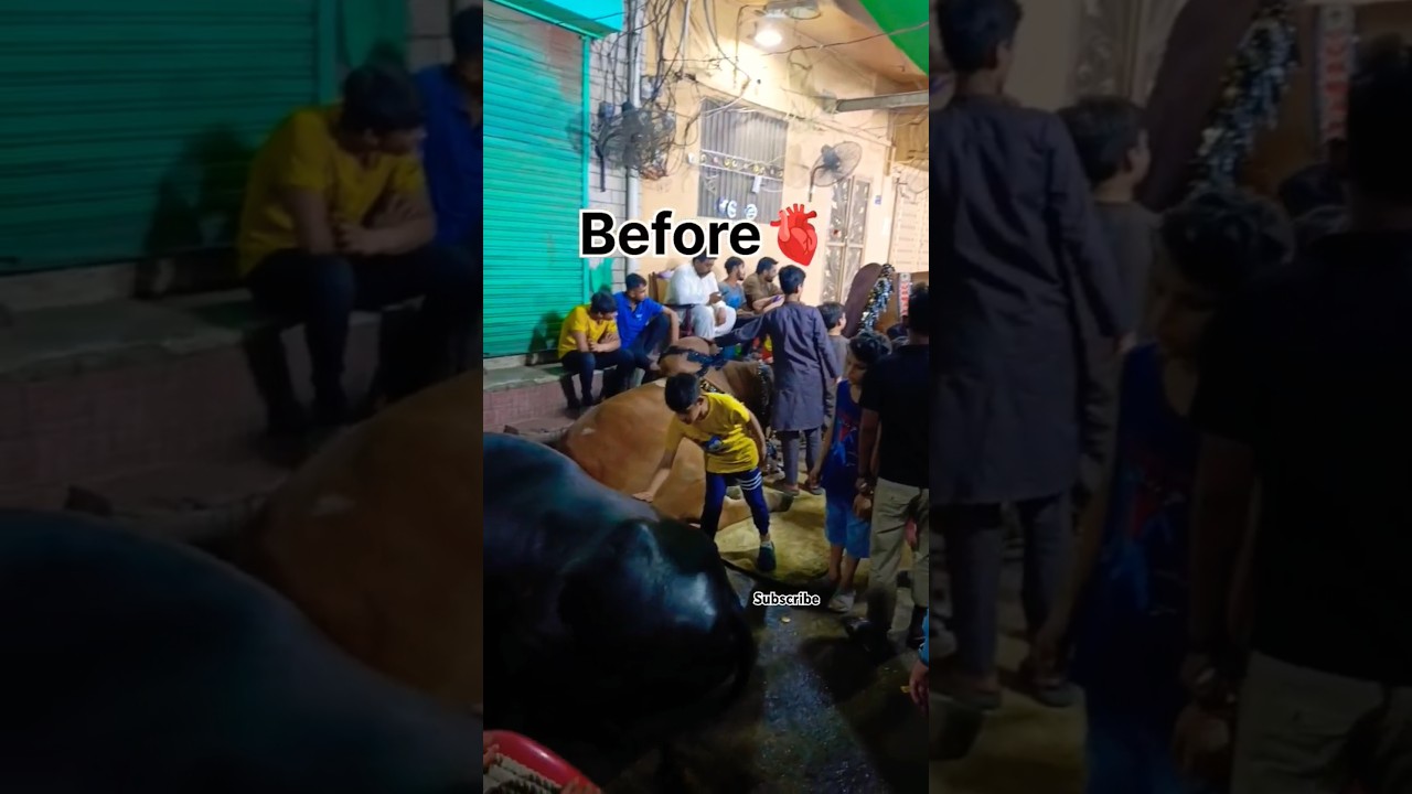 Bakra Eid before and after#qurbani2025#bakraeid#emotional#qurbani#trending#cowlover#viral#shorts#yt
