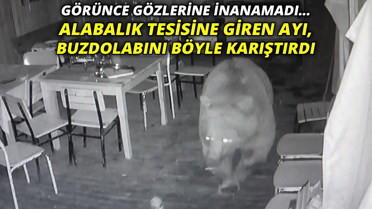 Görünce gözlerine inanamadı... Alabalık tesisine giren ayı, buzdolabını böyle karıştırdı