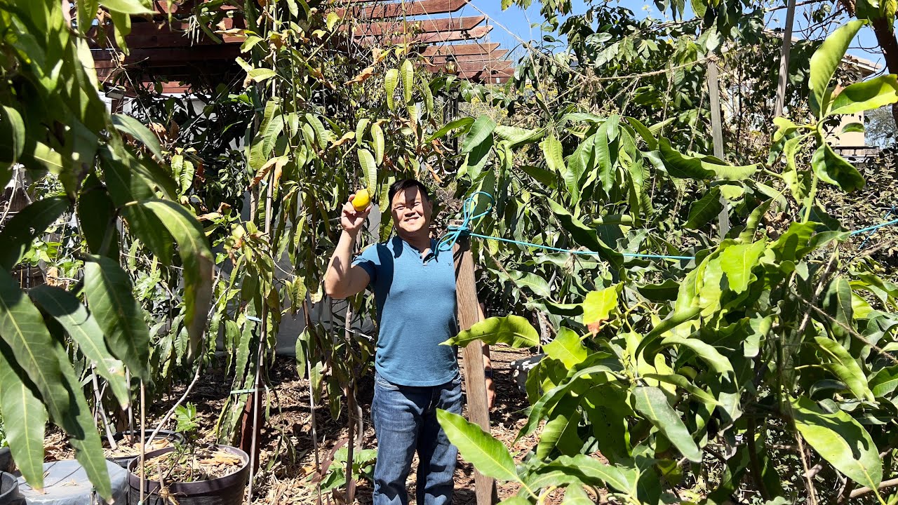 Successfully Plant and Grow Mango Trees in Clay Soil