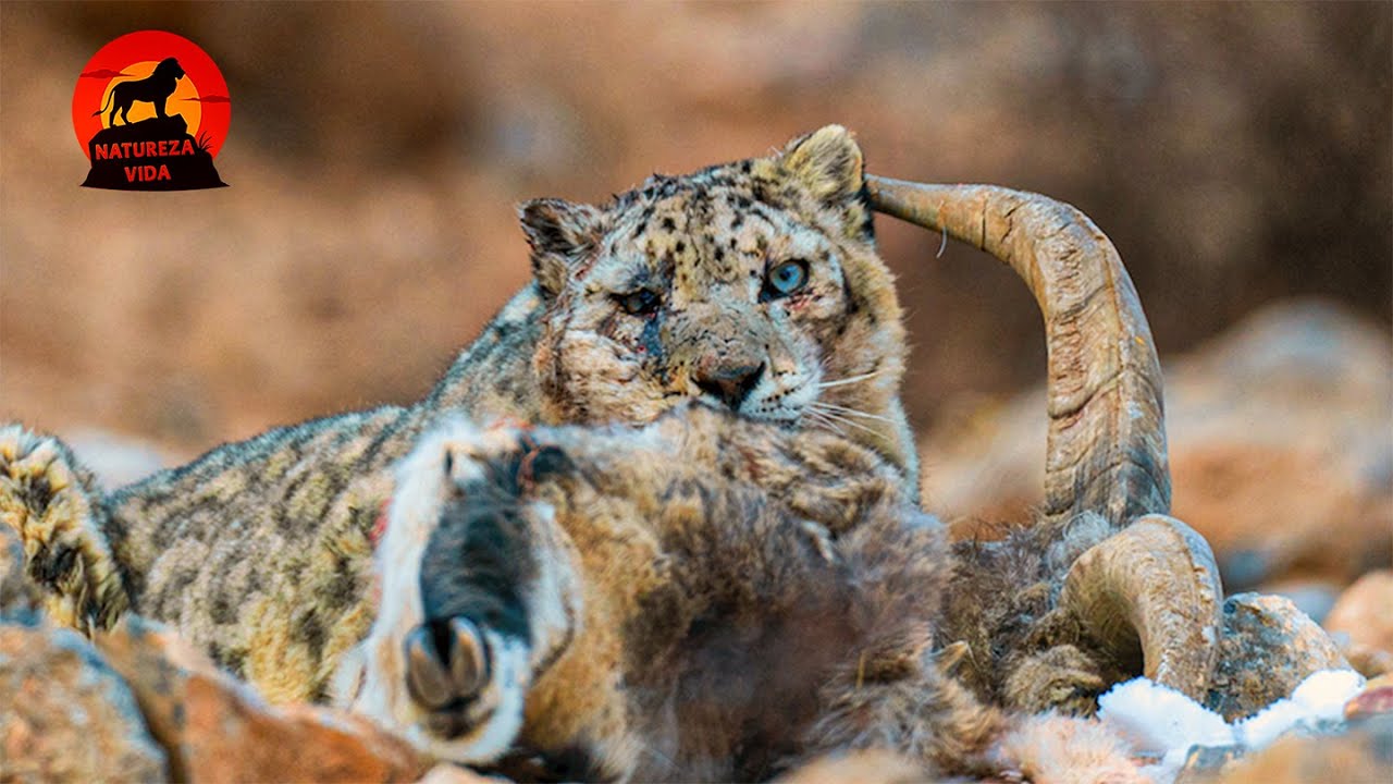 TÍBET SALVAJE - Las Últimas Batallas En El Macizo Himalaya #animalessalvajes | NATUREZA VIDA