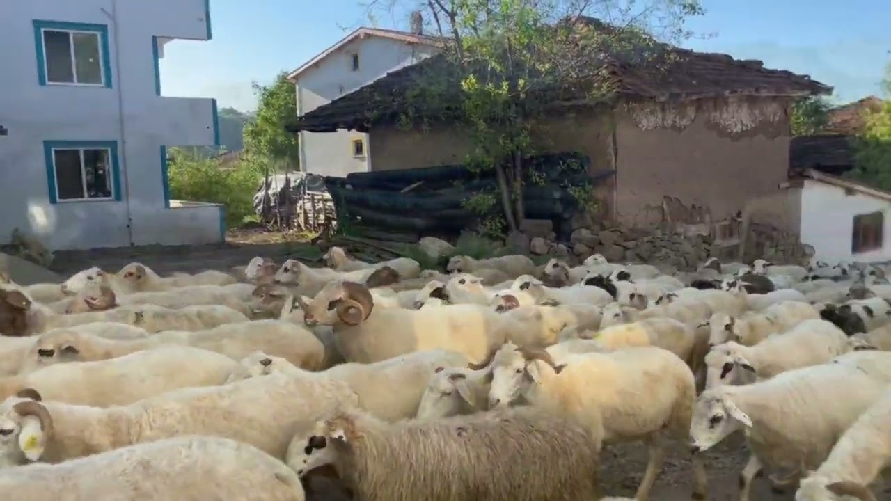 Bizim Coğrafyada Yaşamak 5 Gürleyik, Tokat, Almus, Çambulak/Daduhta