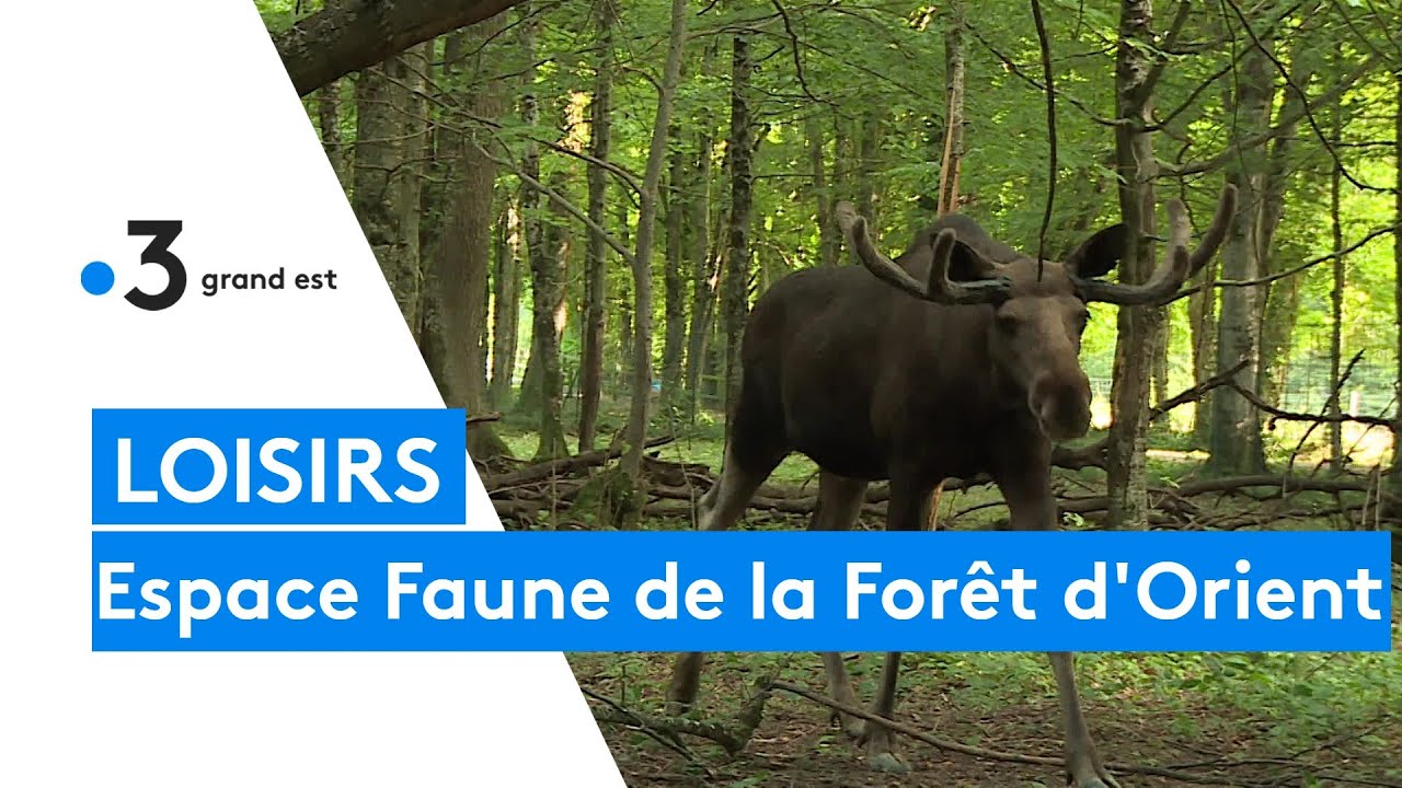 Les espèces protégées de l'Espace Faune de la Forêt d'Orient