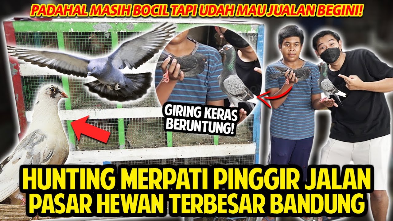 HUNTING MERPATI PINGGIR JALAN PASAR HEWAN TERBESAR BANDUNG! PADAHAL MASIH BOCIL TAPI MAU JUALAN!