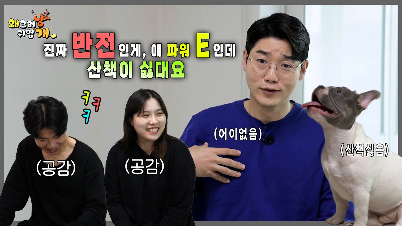 파워 E 성향의 강아지가 산책을 싫어하는 어이없는 상황