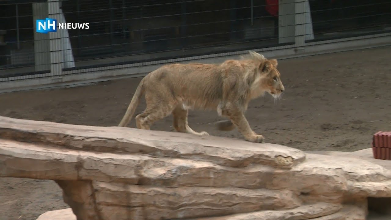 Remy en zijn vrienden: leeuwtje Remy leert jagen #12