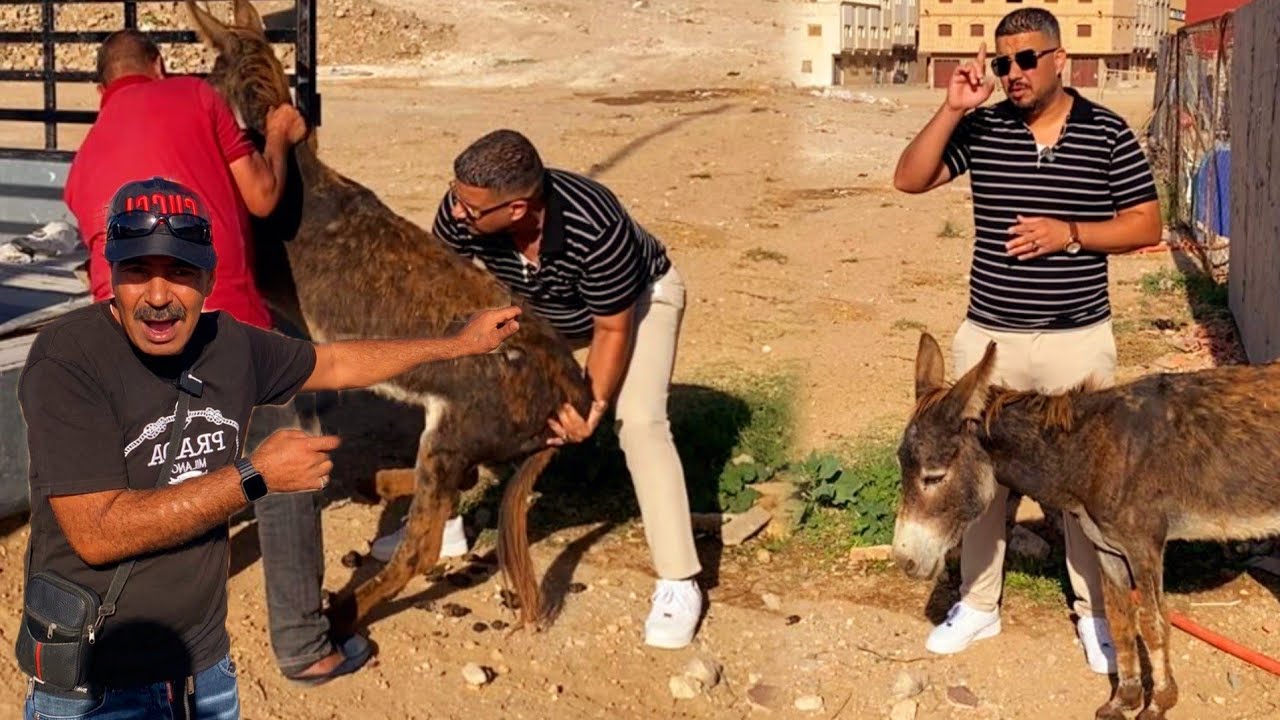 ✅️الحمد الله وكفى🤲بعد الفيديو اقل من 24ساعة تدخل إنساني لإنقاذ حمار🫏من موت بسبب جوع والعطش.. 