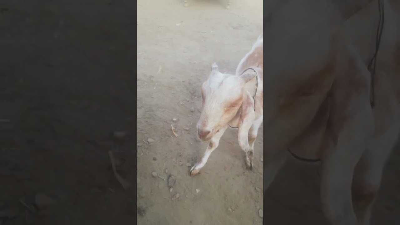 Food poisoning in goat and it's treatment |#veterinarian #goat #medical #medicare #animals
