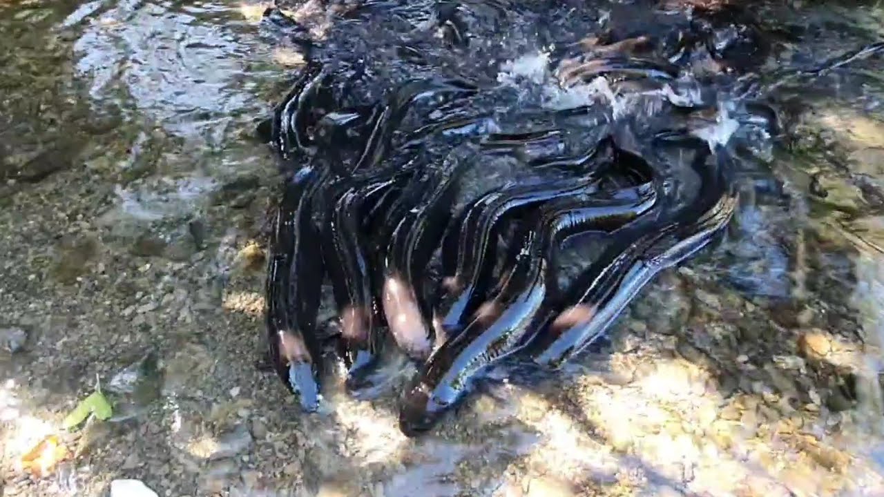 Lagi cari Belut Raksasa alias Sidat di Sungai New Zealand