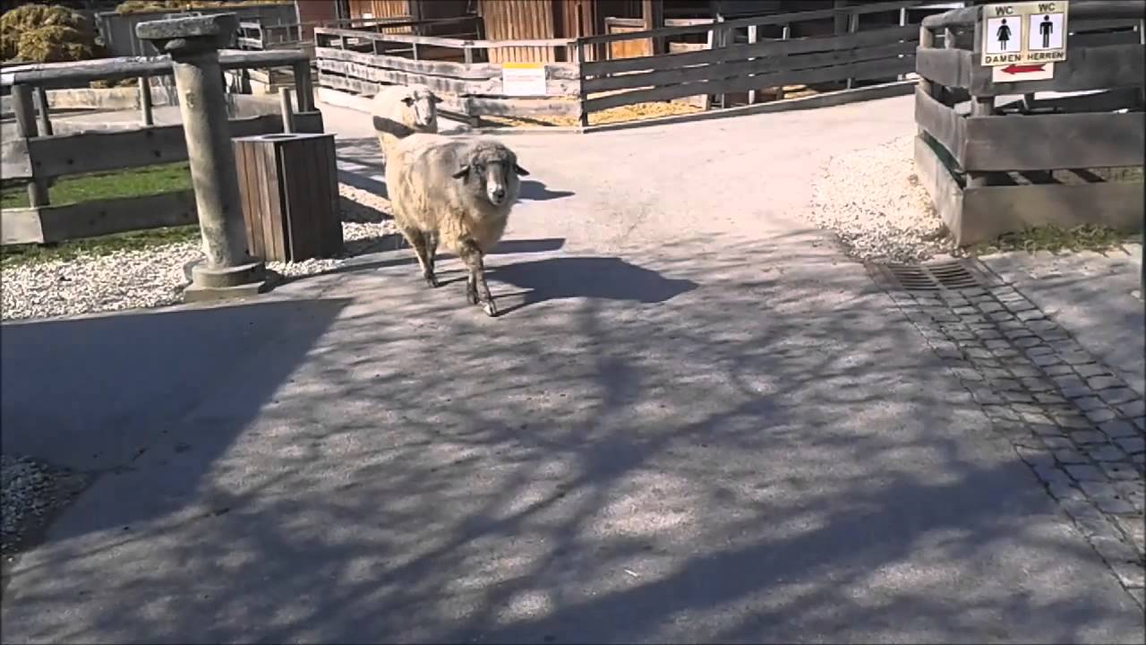 Gut Aiderbichl Deggendorf - Kuh Yvonne, Schafe, Esel und Schweine