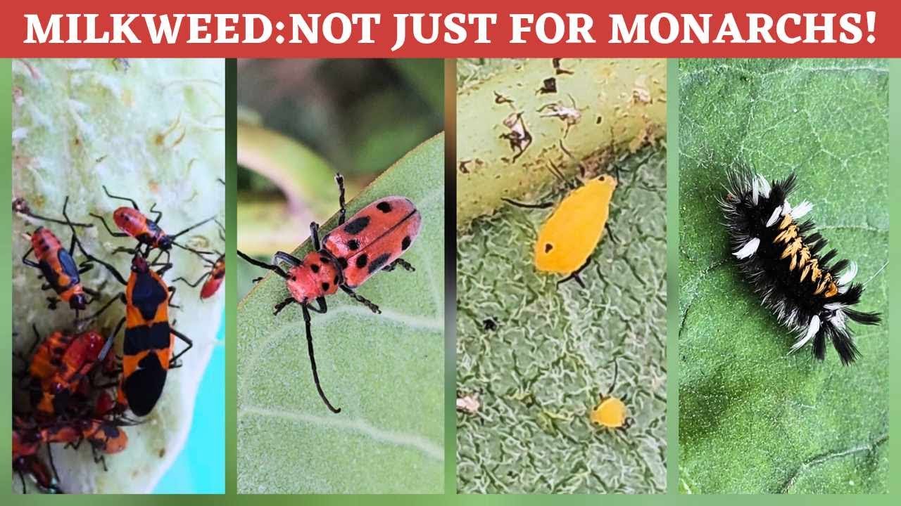 Milkweed Ecosystem: Monarchs, Milkweed bugs, Milkweed beetles, Tussock Moths and Aphids!