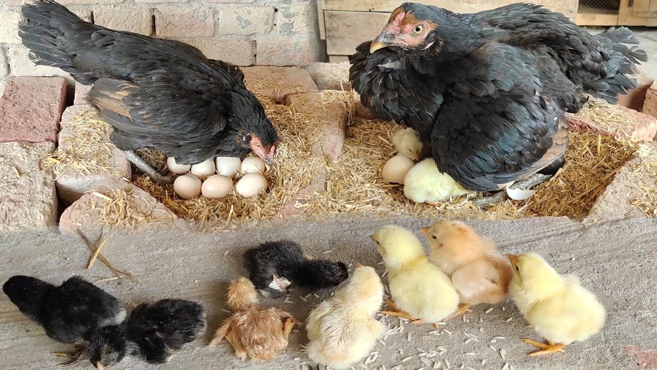 MURGI Chicken Hatching 8 Chicks from 8 Eggs hatched - دجاجة