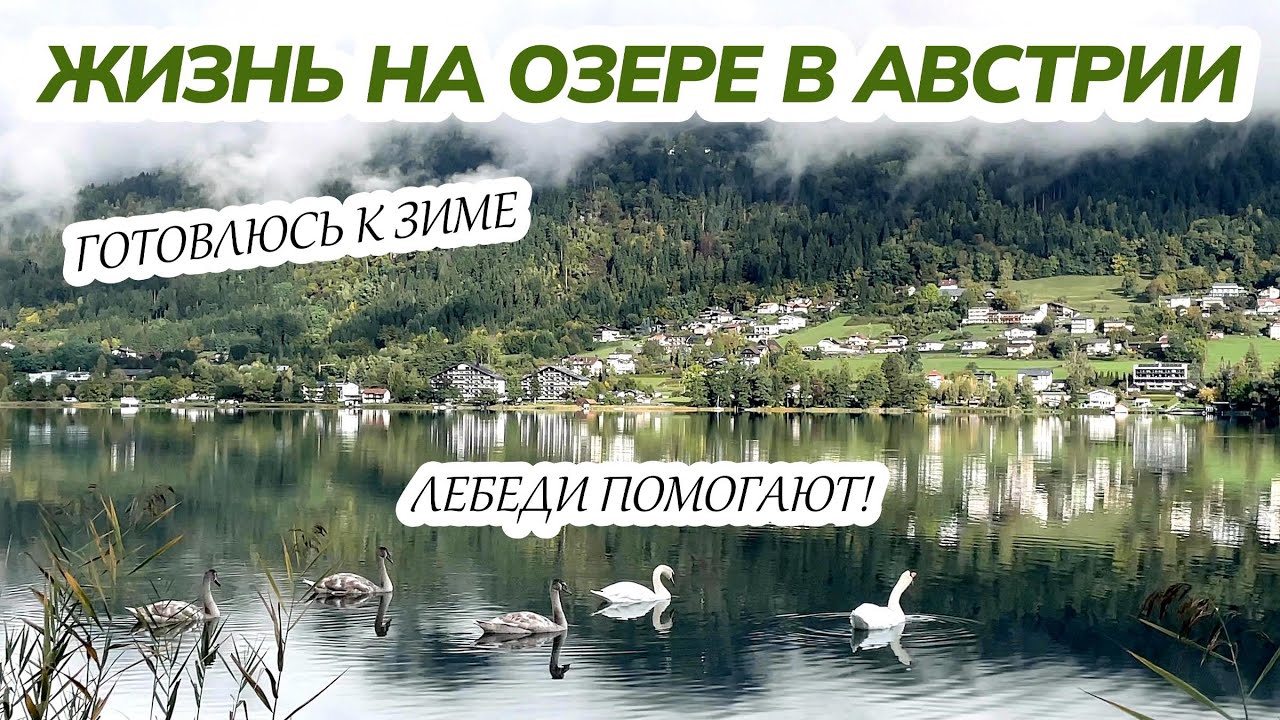 Подготовке к зиме, лебеди озадачены. Жизнь в Австрии, Аксель Франк