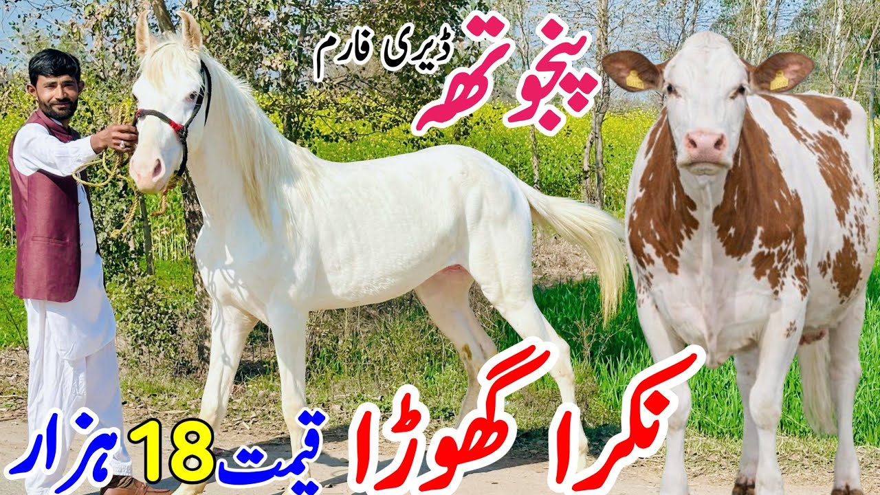 🐎 Nokra Horse for Sale in Pakistan 2026 | Beautiful White Riding Horse Red Friesian Cows | Bismillha