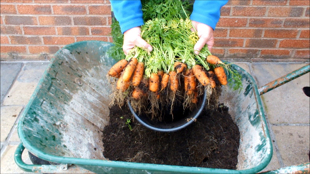 Grow Big Vegetables in Small Buckets in Small Spaces