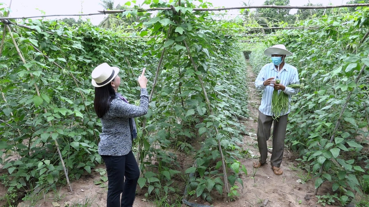 Agriculture/កសិកម្ម : ដំណាំសណ្តែកកួរ (YardLong Bean) Ep 02/3