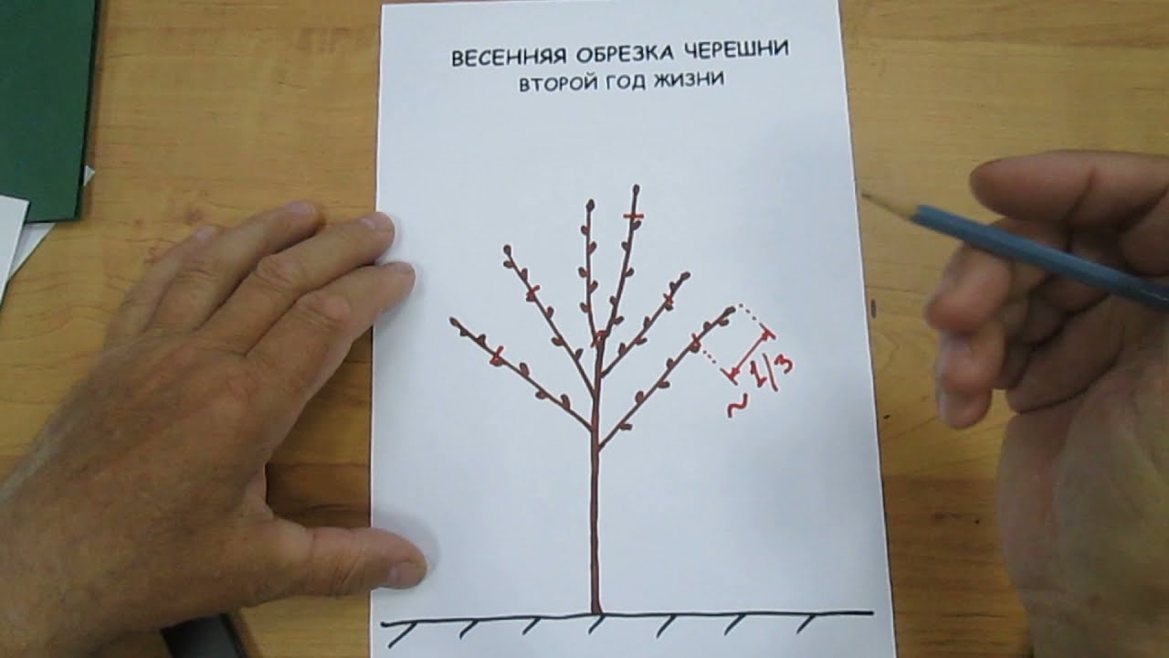 Формирование черешни
