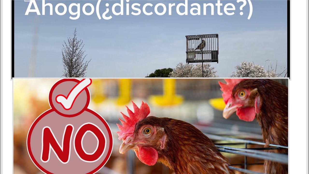 YA NO HAY GRIPE AVIAR👏. Primer campeo de mixto de jilguero limpio nuevo 🧐