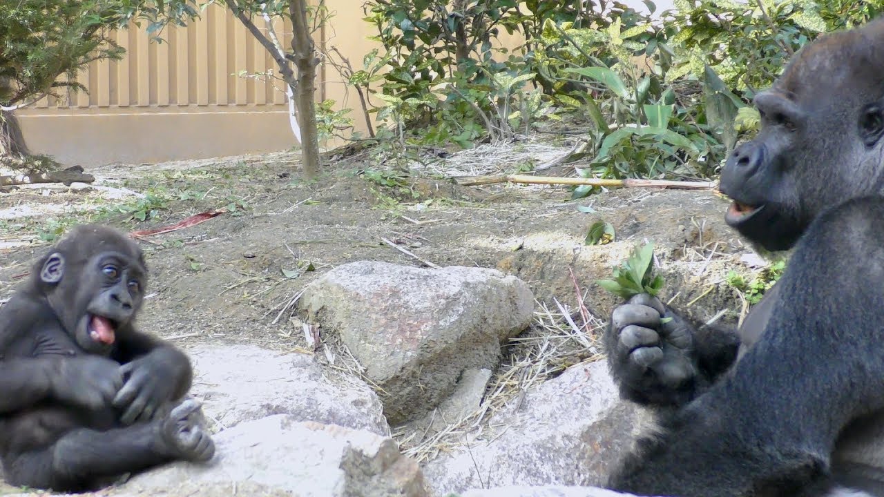 11/26 キンタロウ、パパに興味津々💗[Kyoto City Zoo] 11/26 Gorilla's Kintaro is curious about daddy
