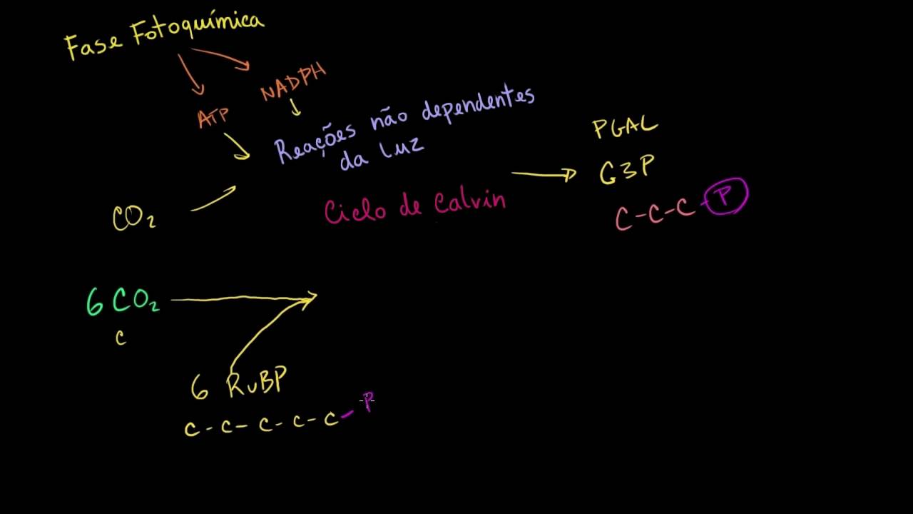 Fotossíntese – o ciclo de Calvin (fase química) - Khan Academy em português (10º ano)