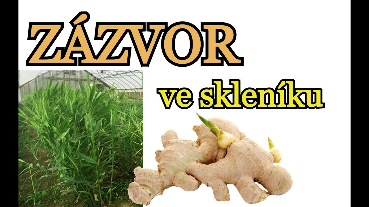 ZÁZVOR VE SKLENÍKU CELÝ ROK - JDE TO? | Pěstování zázvoru - výsadba, příprava půdy, hnojení, sklizeň