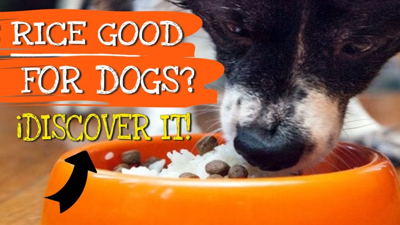 🍚🐶&iquest;ПОЛЕЗЕН ЛИ РИС ДЛЯ СОБАК? &mdash; Узнайте об этом