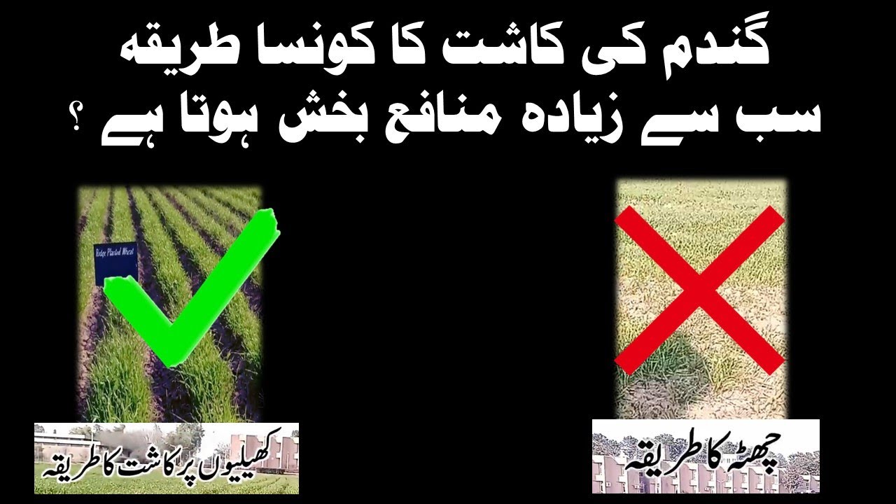 Wheat Planted by Zero Tillage Drill | Zero Tillage Drill Method in Wheat Cultivation | #NARC #wheat