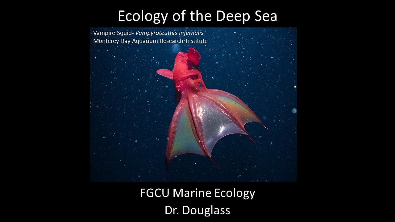 Marine Ecology Lecture: Deep Sea