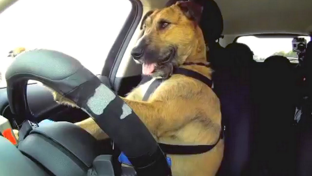 That' s amazing! Dog driving car | Woof ✔