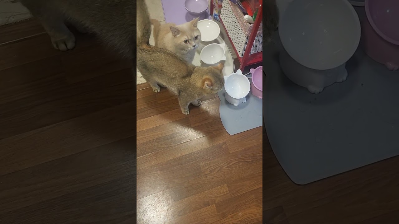 Just finished breakfast