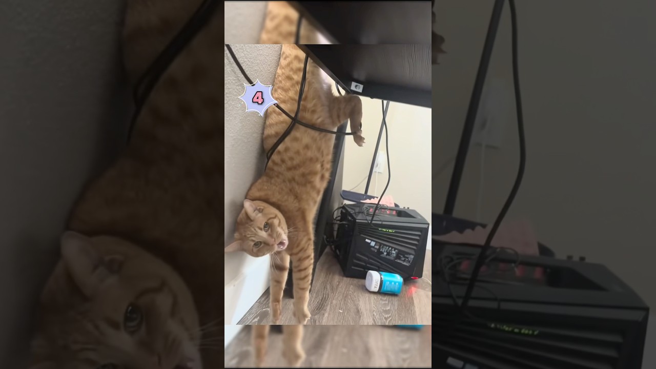 Curiosity can kill a cat. 😹🐾