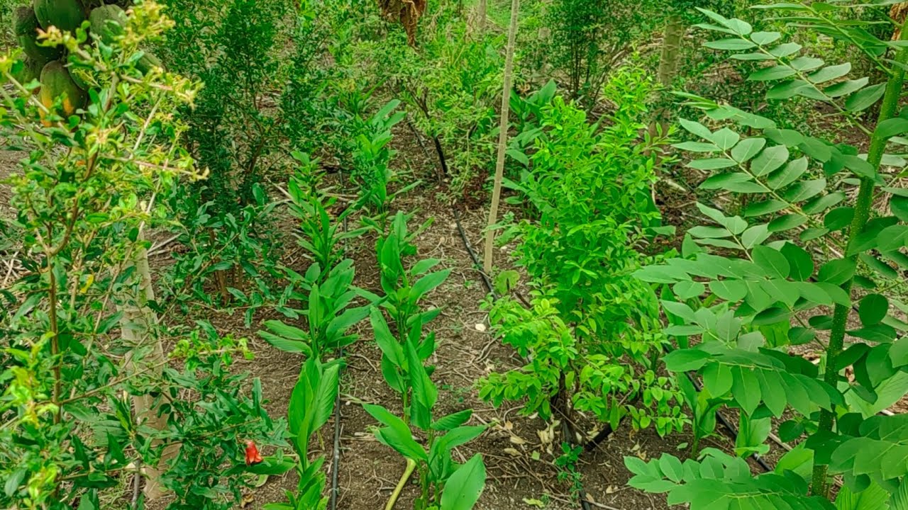 subash palekar 5 layer natural farming | agriculture friend