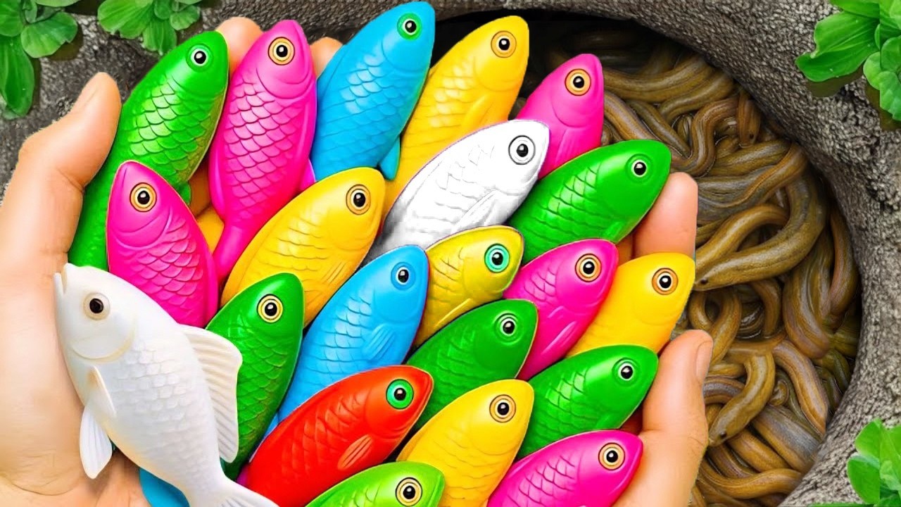 Catch beautiful aquarium fish in small pond baby turtles, eel, guppies, pencil fish, betta fish