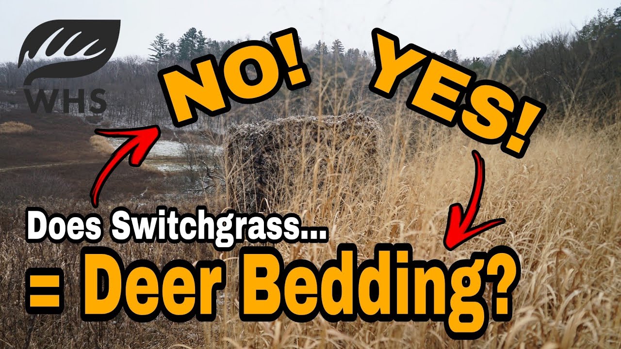 Switchgrass For Deer Bedding