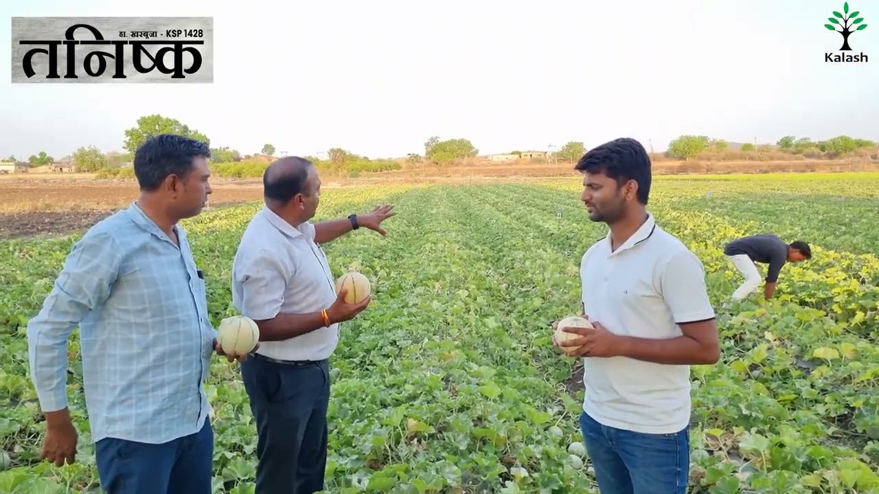 શું તમારી ટેટી ની પણ યાર્ડ માં આવવા ની રાહ વેપારી મિત્રો જોવે છે?
