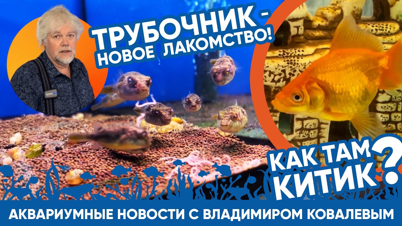 Аквариумные новости с Владимиром Ковалевым (22.08.2023). Живой трубочник + мини-конкурс!