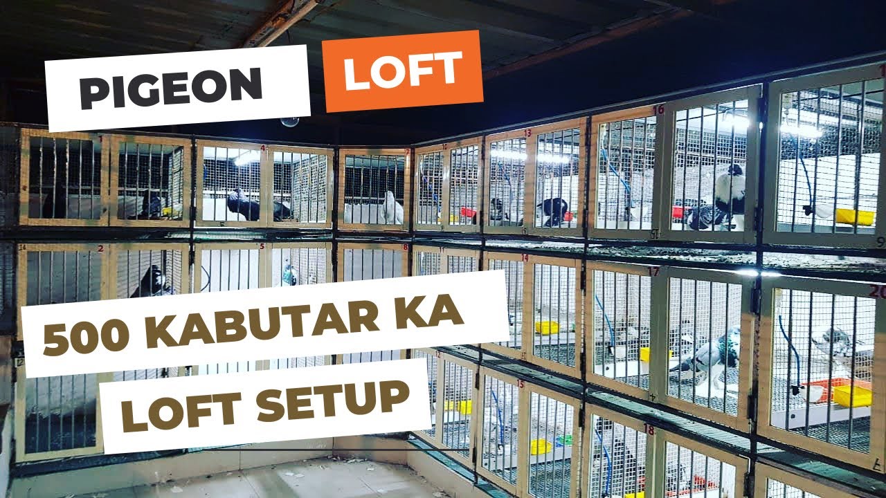 Pigeon Loft / KABUTAR LOFT / LOFT Setup