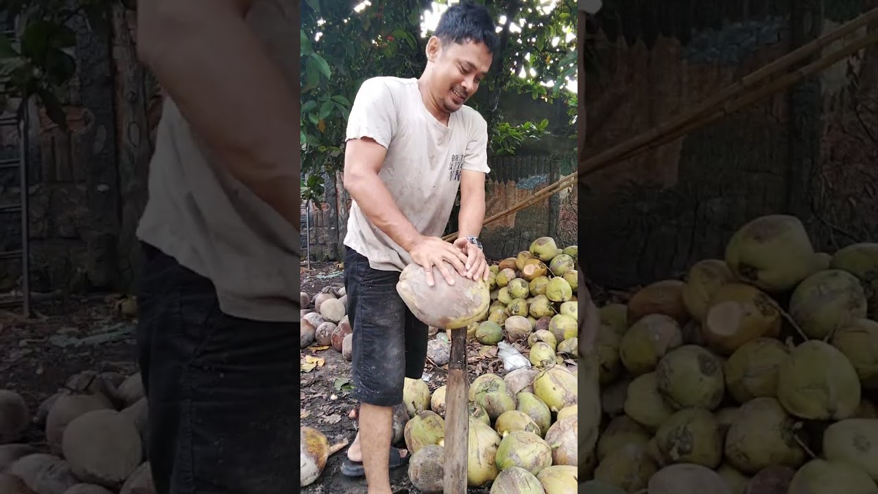 Kupas kelapa hijau sangat mudah