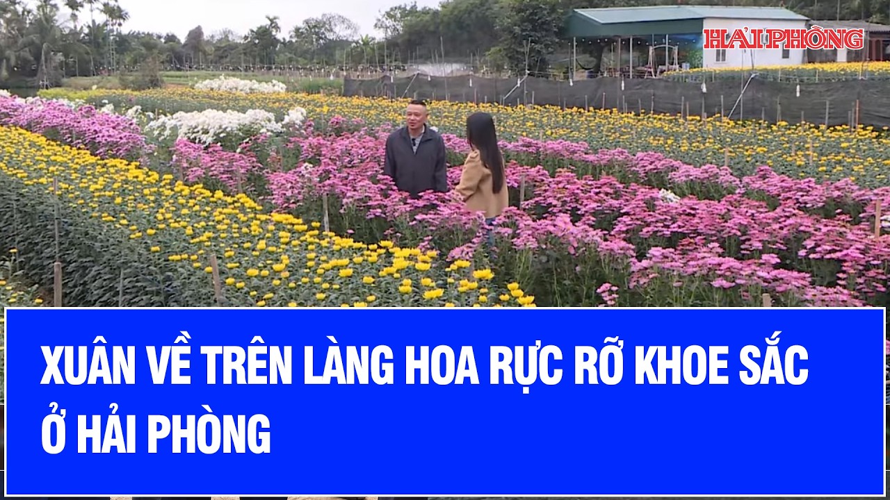 Xuân về trên làng hoa rực rỡ khoe sắc ở Hải Phòng