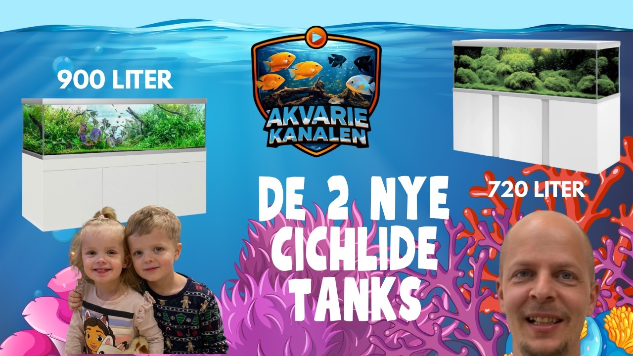 SYDAMERIKANSKE CICHLIDER (DEL 3)