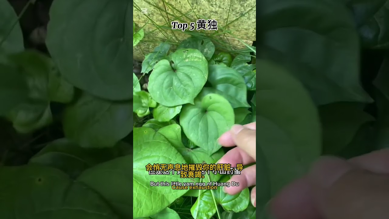 大毒植物7种，不采摘不食用！前面还有剧毒植物，后面还有中毒，小毒，微毒。 #中草药 #plants