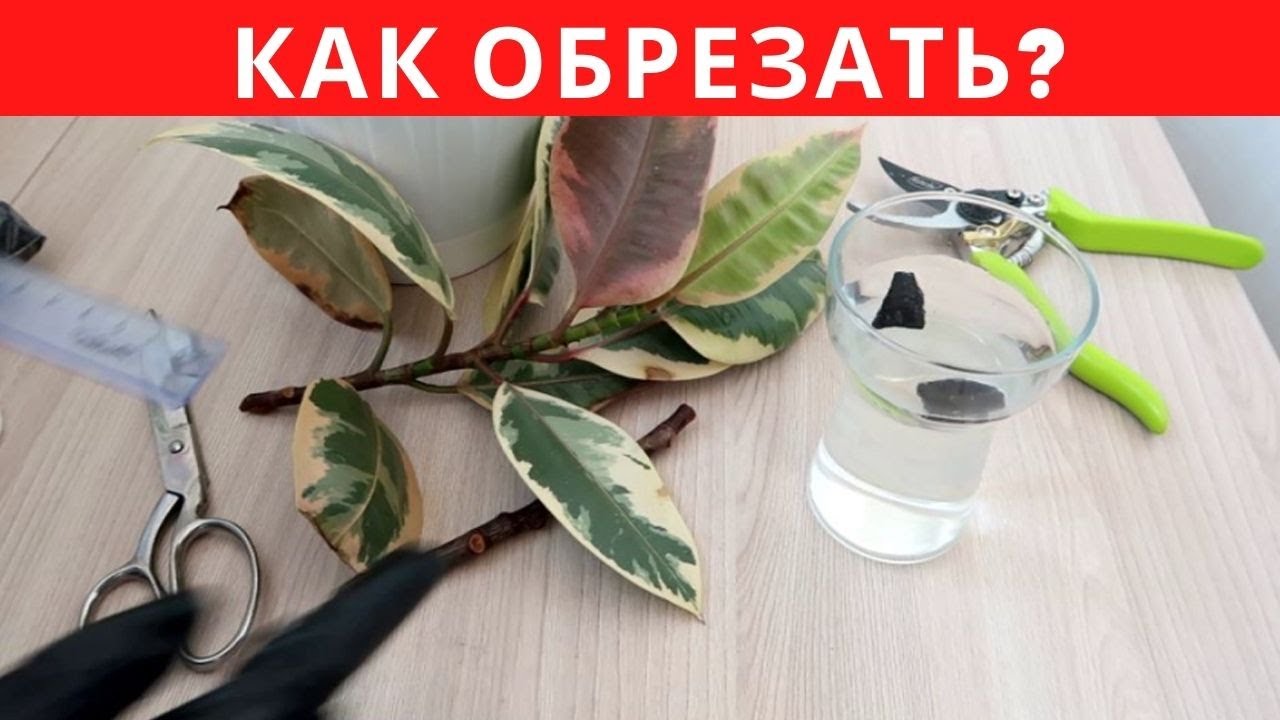 Как ОБРЕЗАТЬ фикус, чтобы получить КРАСИВОЕ РАСТЕНИЕ