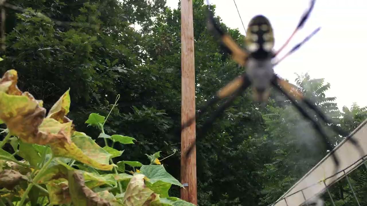 Big Spider!!! writing spider attack!!!