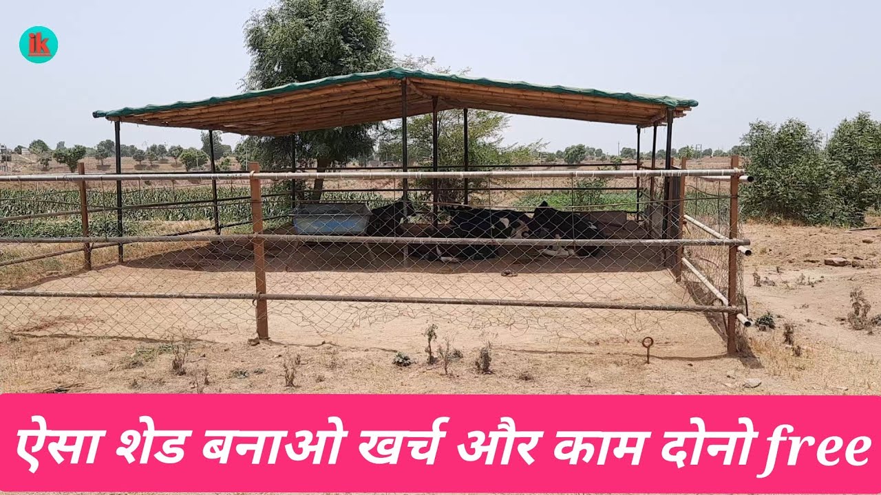 सस्ता कामयाब डेयरीफार्म शेड ऐसा बनाए। How to make low cost dairyfarm shed।