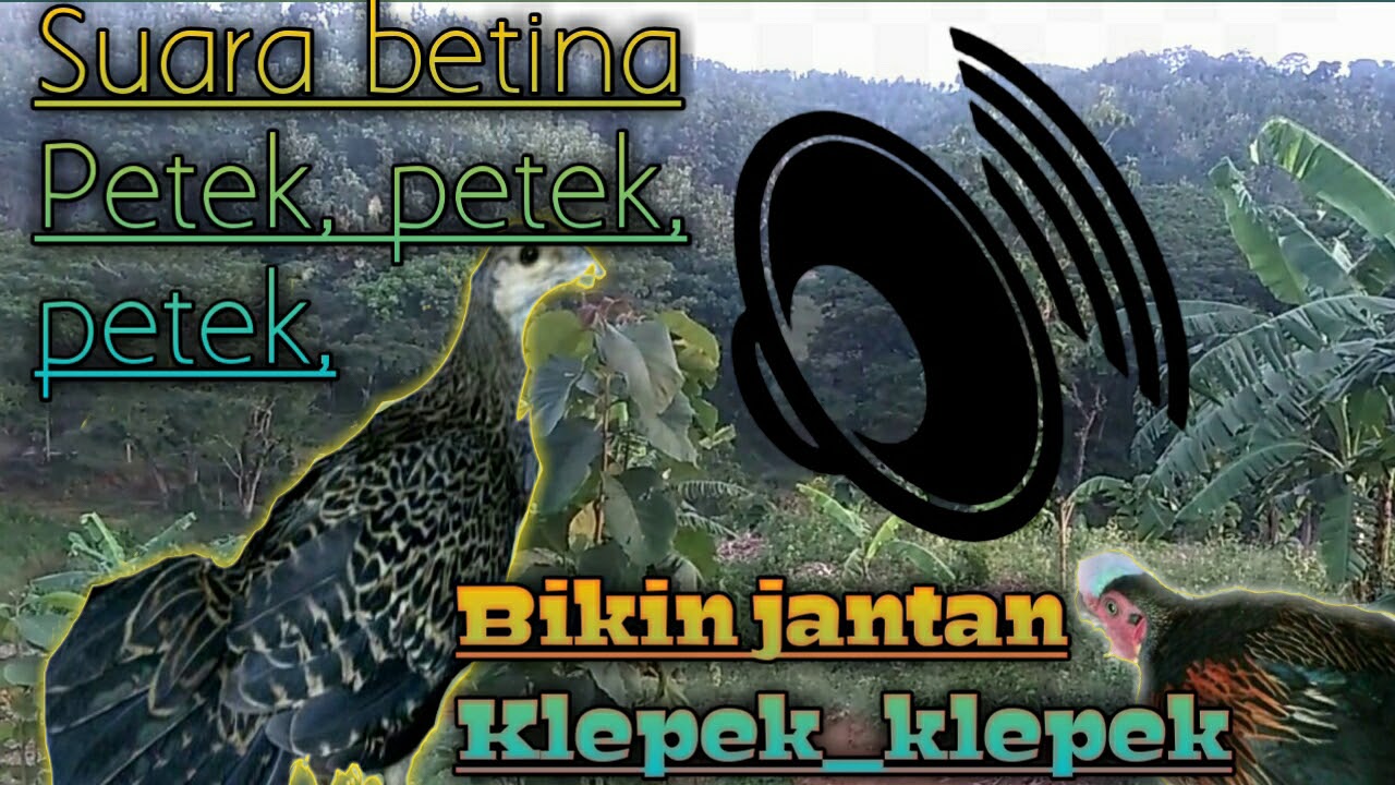 Suara Pikat Ayam Hutan Betina Memanggil