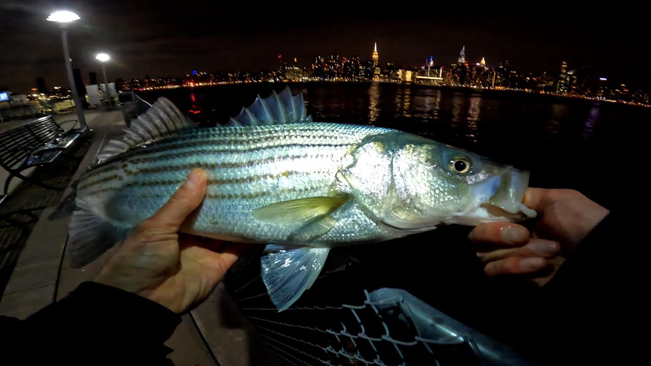 Striped Bass NYC Pier Fishing Broken Slammer IV