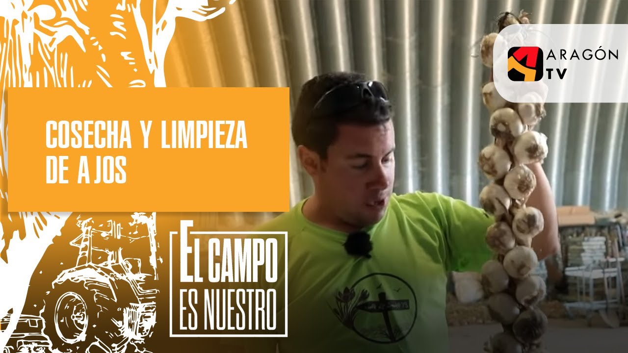 Cosecha y limpieza de ajos para su consumo