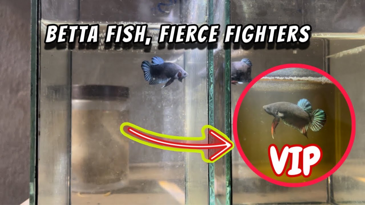 Betta fish, fierce fighters VIP 